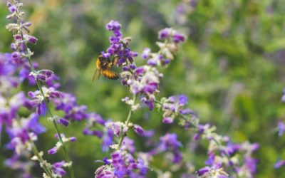 Aide financière en faveur de la biodiversité, du paysage et de l’adaptation aux changements climatiques dans le milieu bâti